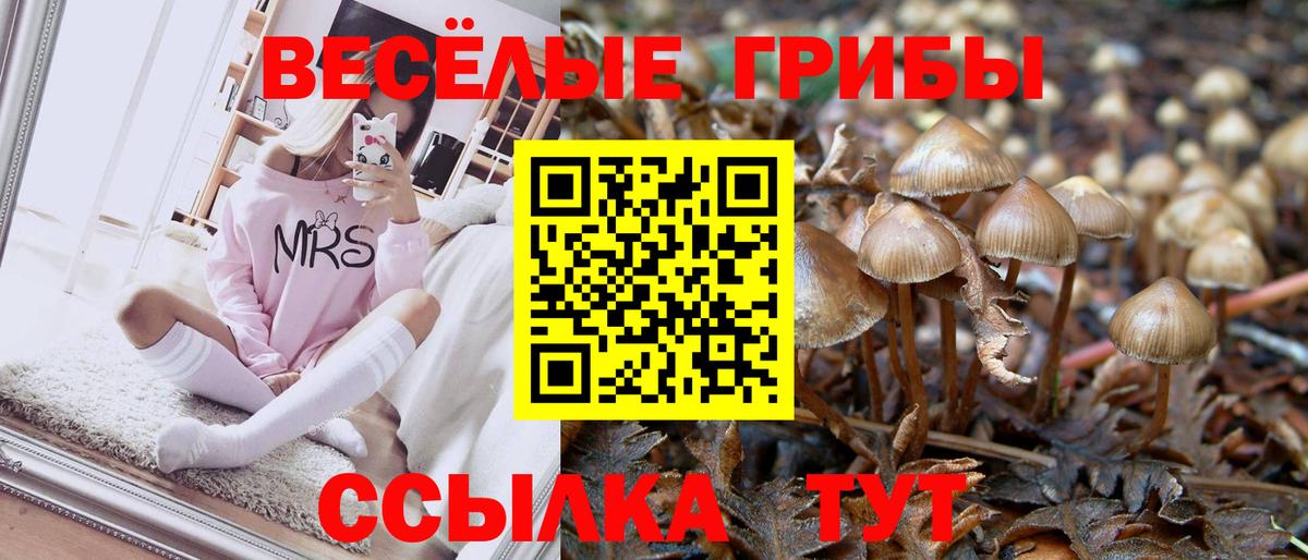 Псилоцибиновые грибы Psilocybe Алапаевск